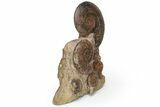 Tall, Jurassic Ammonite (Hammatoceras) Display - France #227081-1